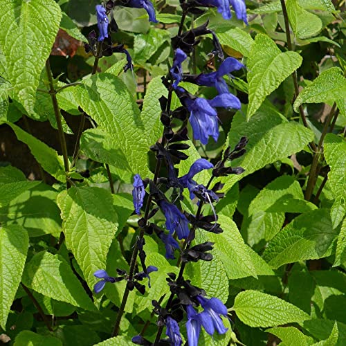 Salvia Guaranitica 'Black And Blue' Seeds Anise-Scented Sage Herbaceous Perennial Attract Hummingbirds Garden Bed Patio Outdoor 100Pcs Flower Seeds By Yegaol Garden #TOP1
