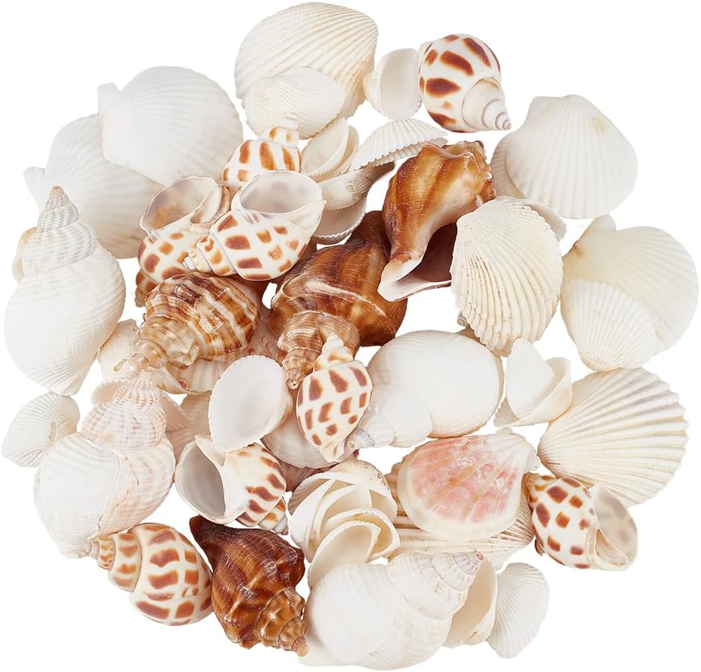 61pcs Conch Shell Fish Tank Decor Natural Small Seashells Colorful Summer Sea Snail Spiral Ocean Beach Theme Animal Craft No Hole Ornaments for Wedding Home Party Vase Filler DIY Decoration