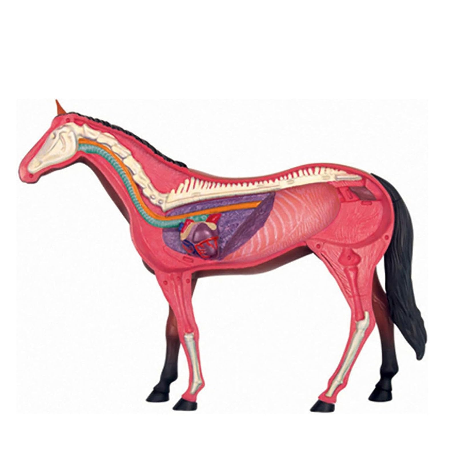 4D Caballo Anatomía Modelo - Animal Esqueleto Espécimen, Biología Desmontable, 26 Piezas para la Clínica de Mascotas Veterinaria FormaciónEscuela de Enseñanza Demostración