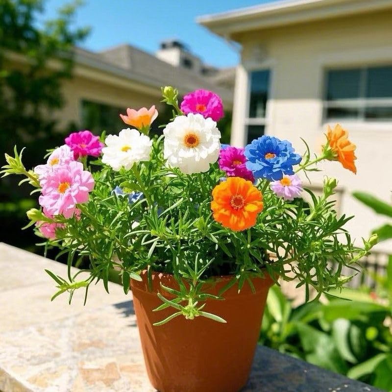 Portulaca Live Plant (Purslane Mixed Colours) | Cypress Moss Rose Flowering Succulent | Summer Blooming Low Maintenance Outdoor Plant | Hanging & Balcony Garden Flower Plant for Indian Climate