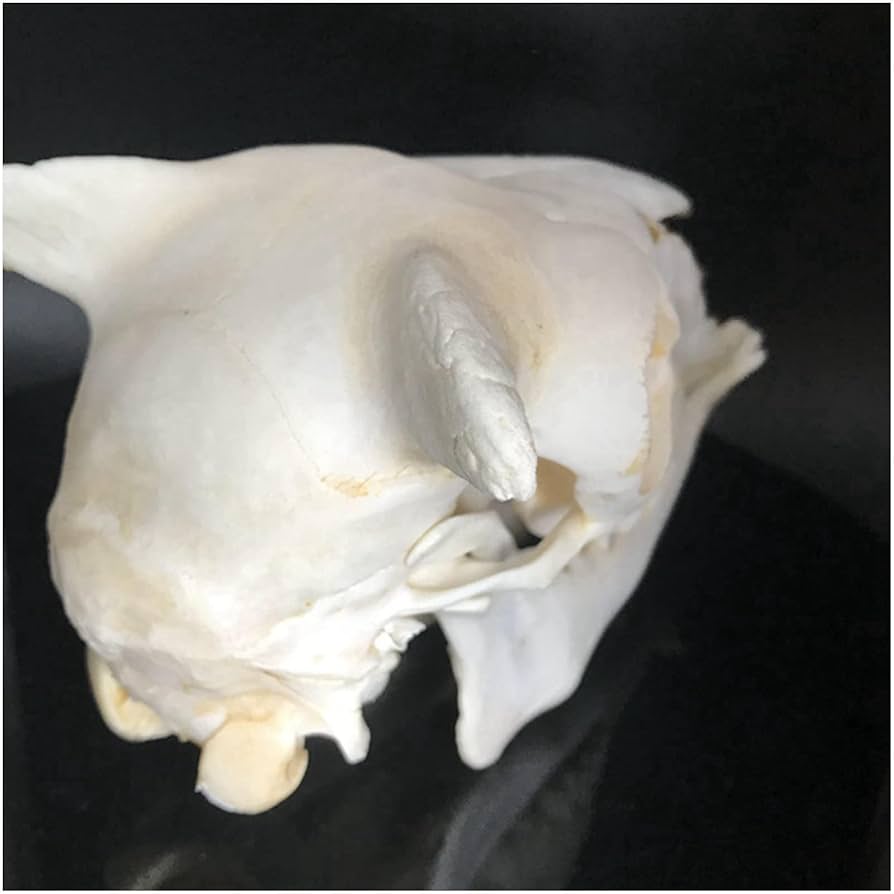 Amazon.co.jp: 羊の頭蓋骨標本、1:1等身大羊の頭蓋骨モデル