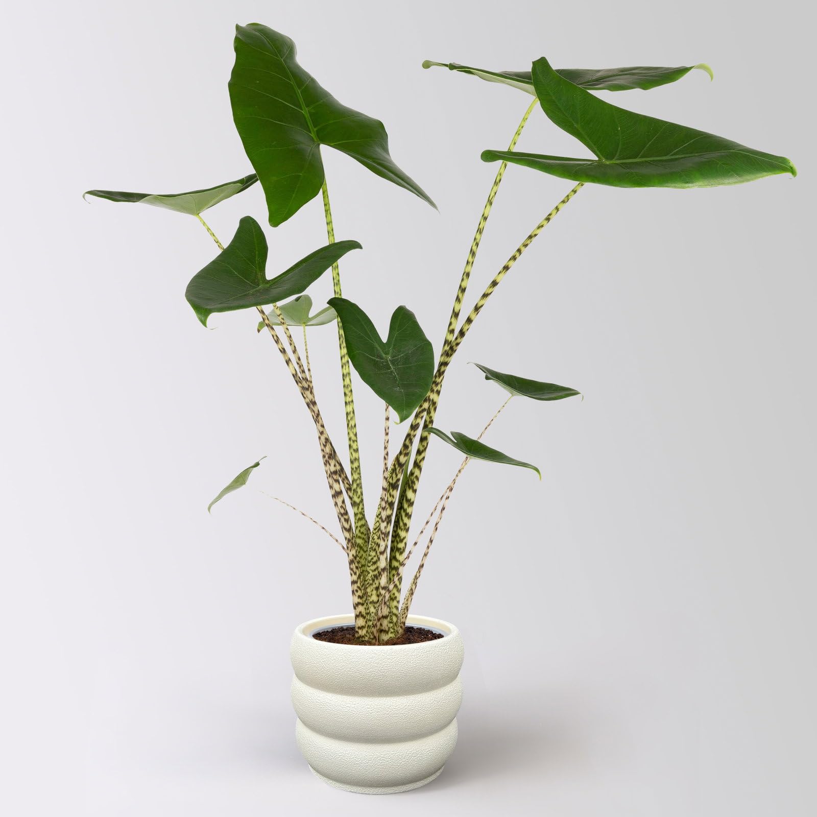 Alocasia 'Zebrina', in Keramiktopf Byron, Topf-Ø 17 cm, Höhe ca. 60 cm