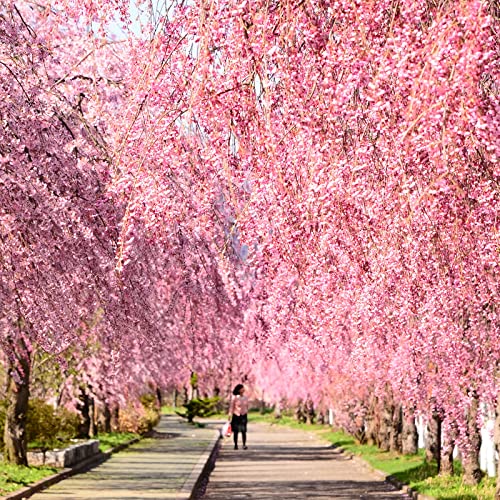 30 Pcs Bonsai Tree Japanese Sakura Seeds, Rare Japanese Cherry Blossoms Flowers Seeds For Planting, Pink Prunus Serrulata Seeds #TOP4