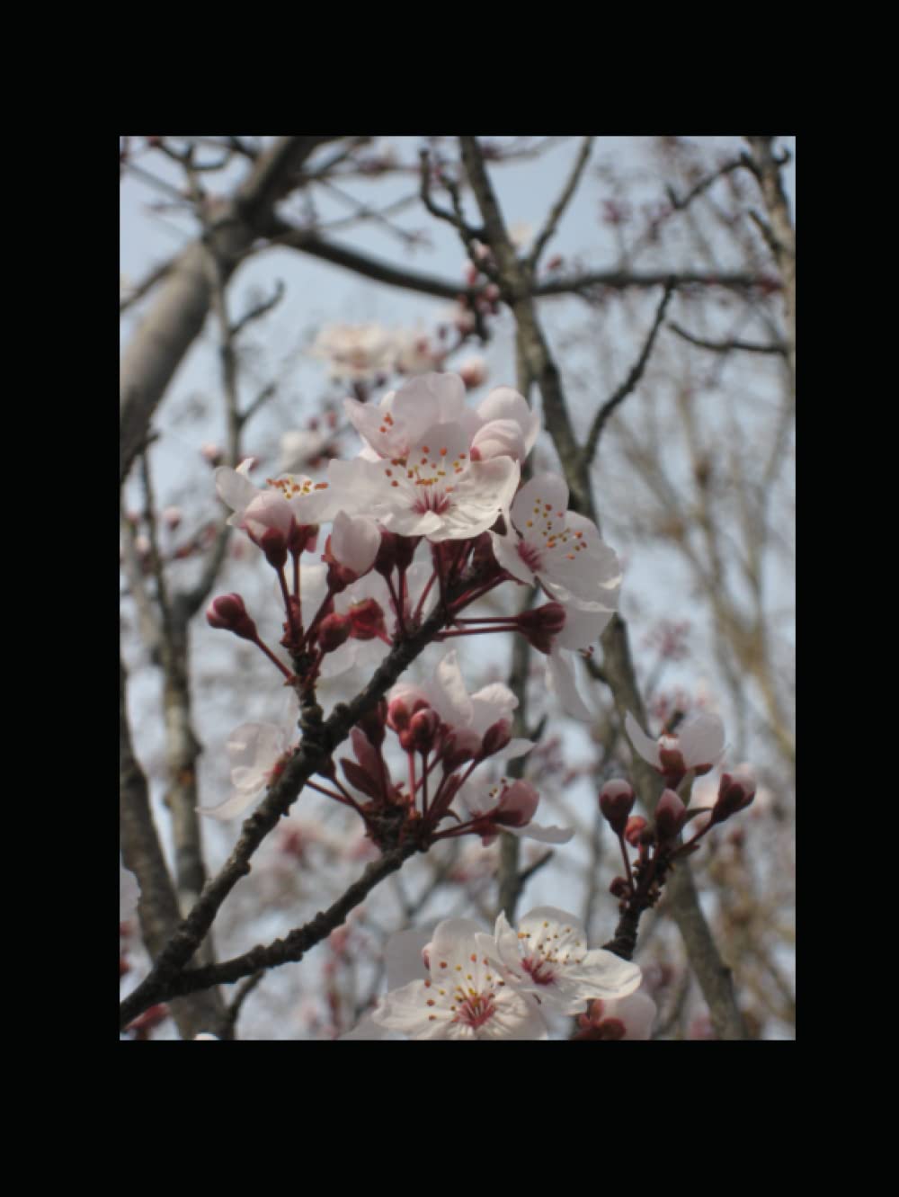 Patents: A True Italian Innovator