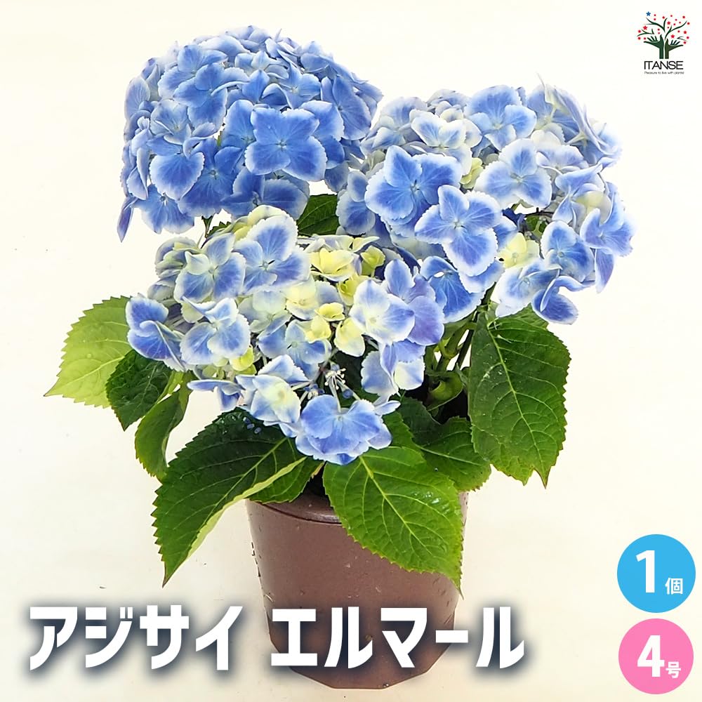 Amazon.co.jp: アジサイの苗木 エルマール 1個売り【品種で選べる花木