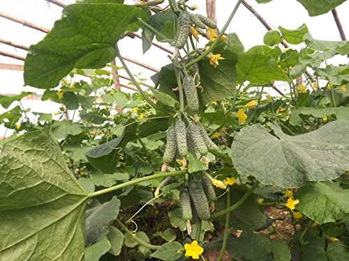 Seeds Rare Cucumber Titus F1 45 Days Early Pickling Vegetable For Planting Non Gmo #TOP4