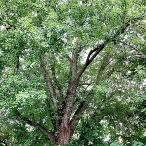 Chuxay Garden 20 Seeds Acer Saccharinum,Silver Maple,Water Maple,Swamp Maple,White Maple Common Fast-Growing Deciduous Tree Great For Garden And Street #TOP12