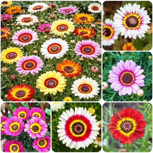 1000+ Perennial Painted Daisy Rainbow Mix Flower Seeds for Planting
