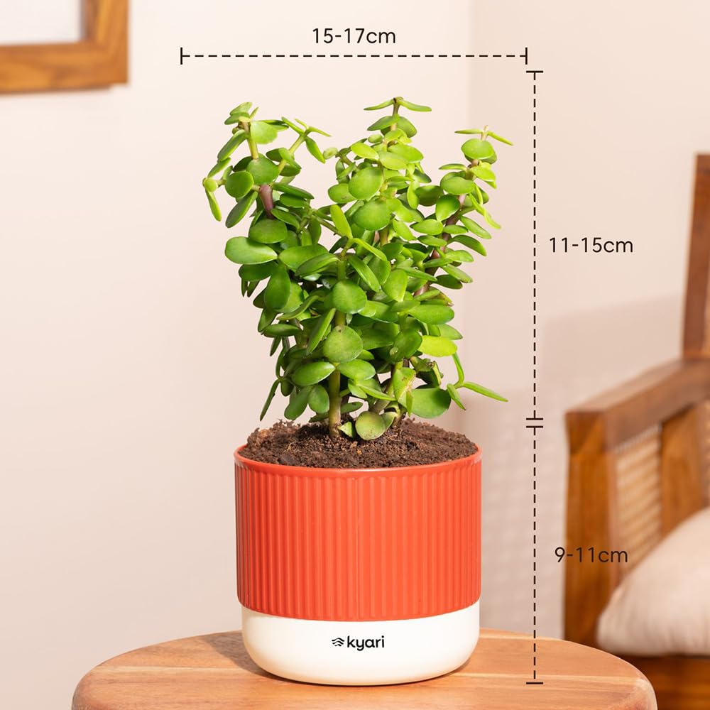 Lucky Jade & Golden Money Plants - Self Watering Pots -3