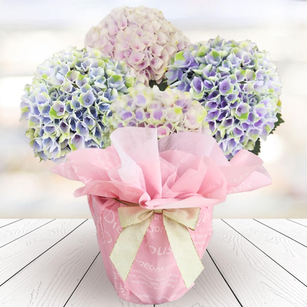 Amazon.co.jp: World Fantasy Garden 母の日 ギフト 花 鉢植え