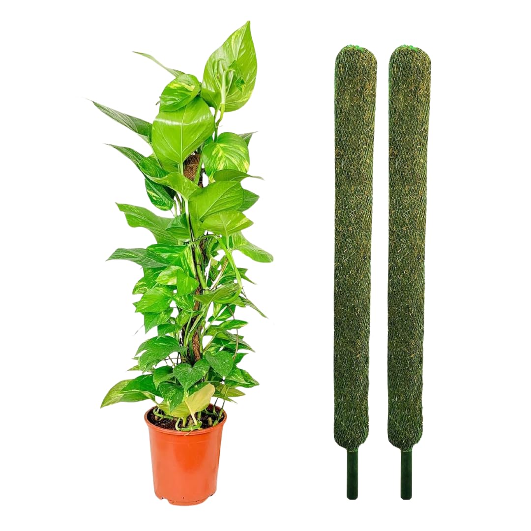 1ft Moss Sticks for Plants | Moss Pole for Indoor or Outdoor Climbing Plants Use (Pack of 2, 3) (B0CZPCKF22) Amazon Price History, Amazon Price Tracker