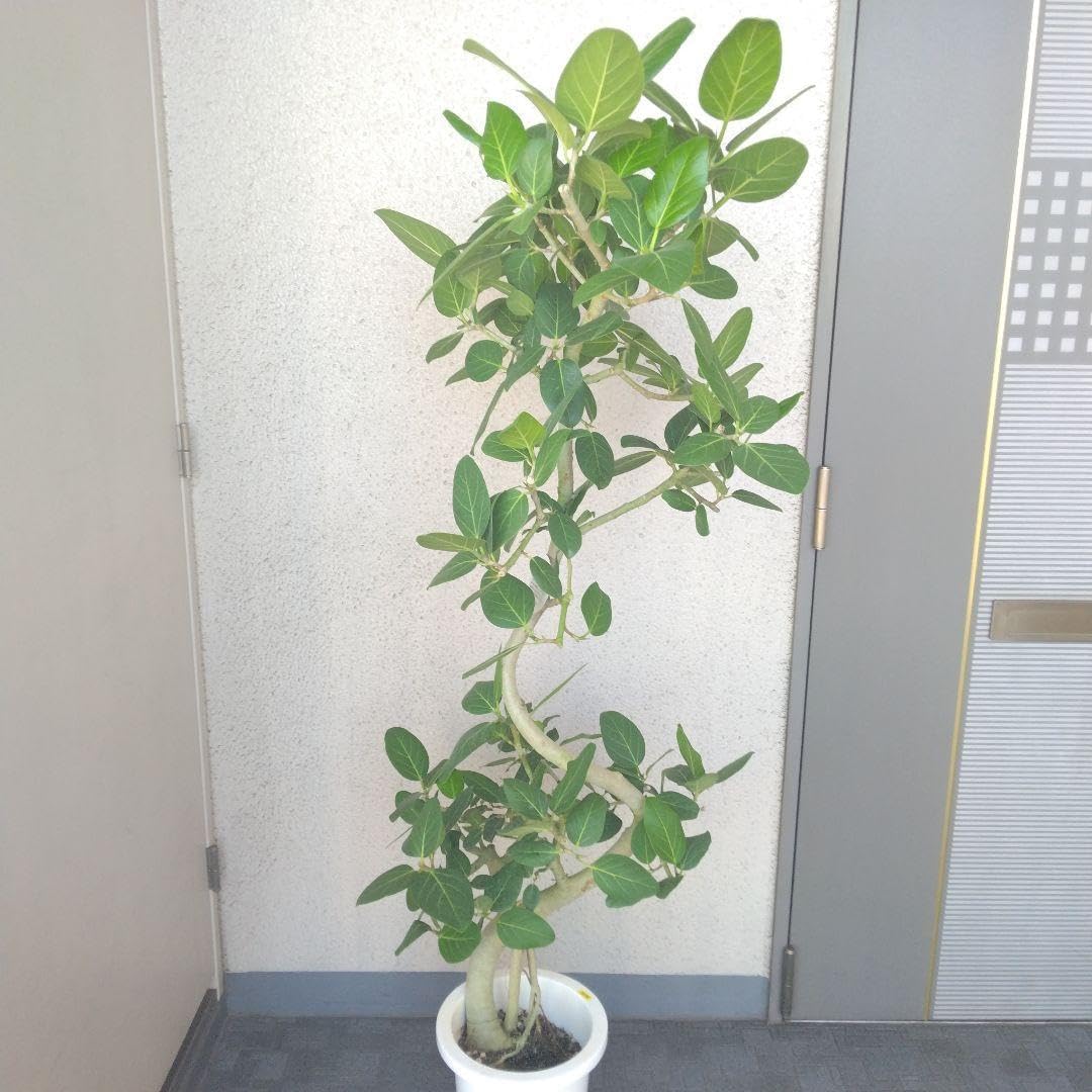 フィカス・ベンガレンシス曲がり沖縄産！ゴムの木観葉植物！幹極太高さ162◎