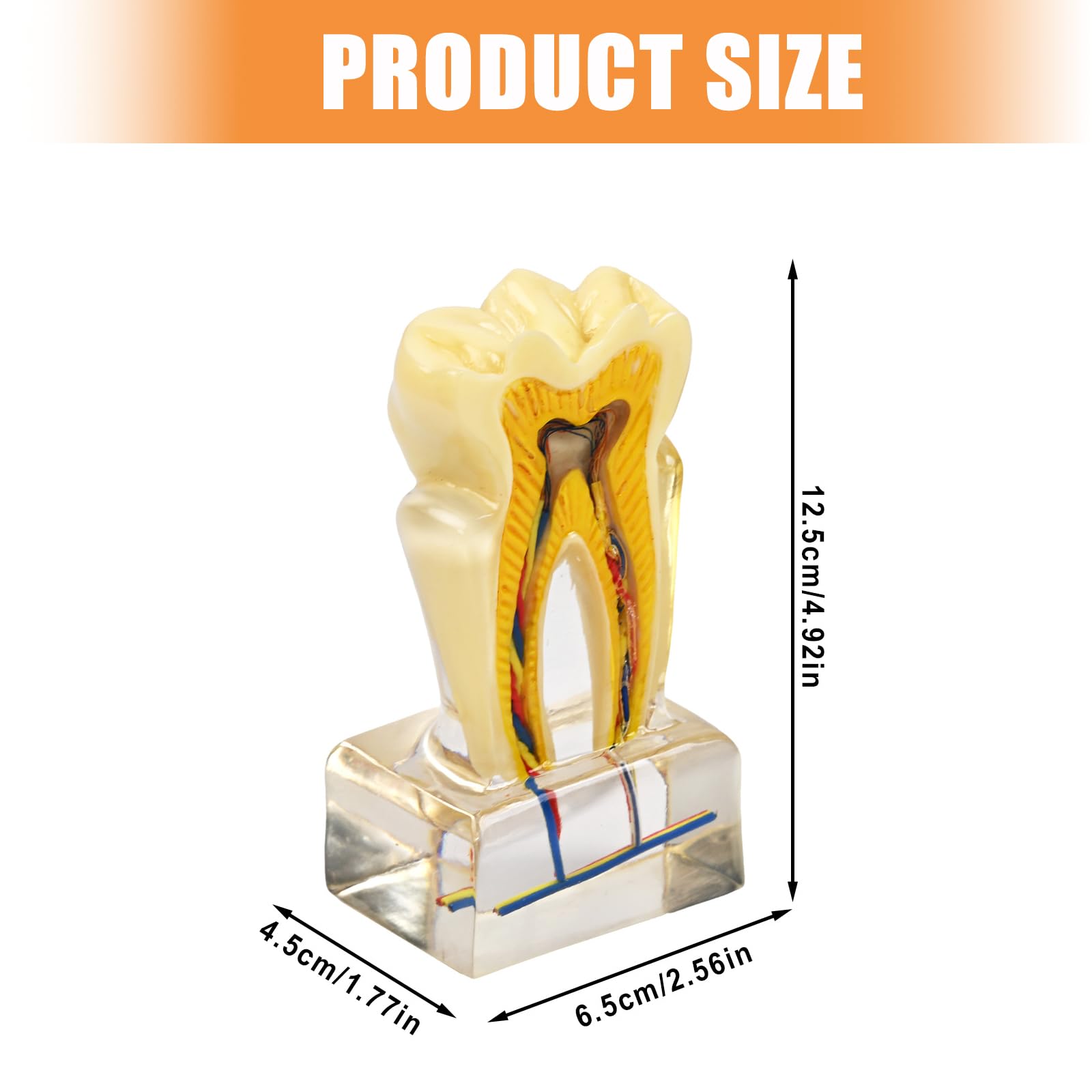 Modello anatomico U6X in PVC trasparente