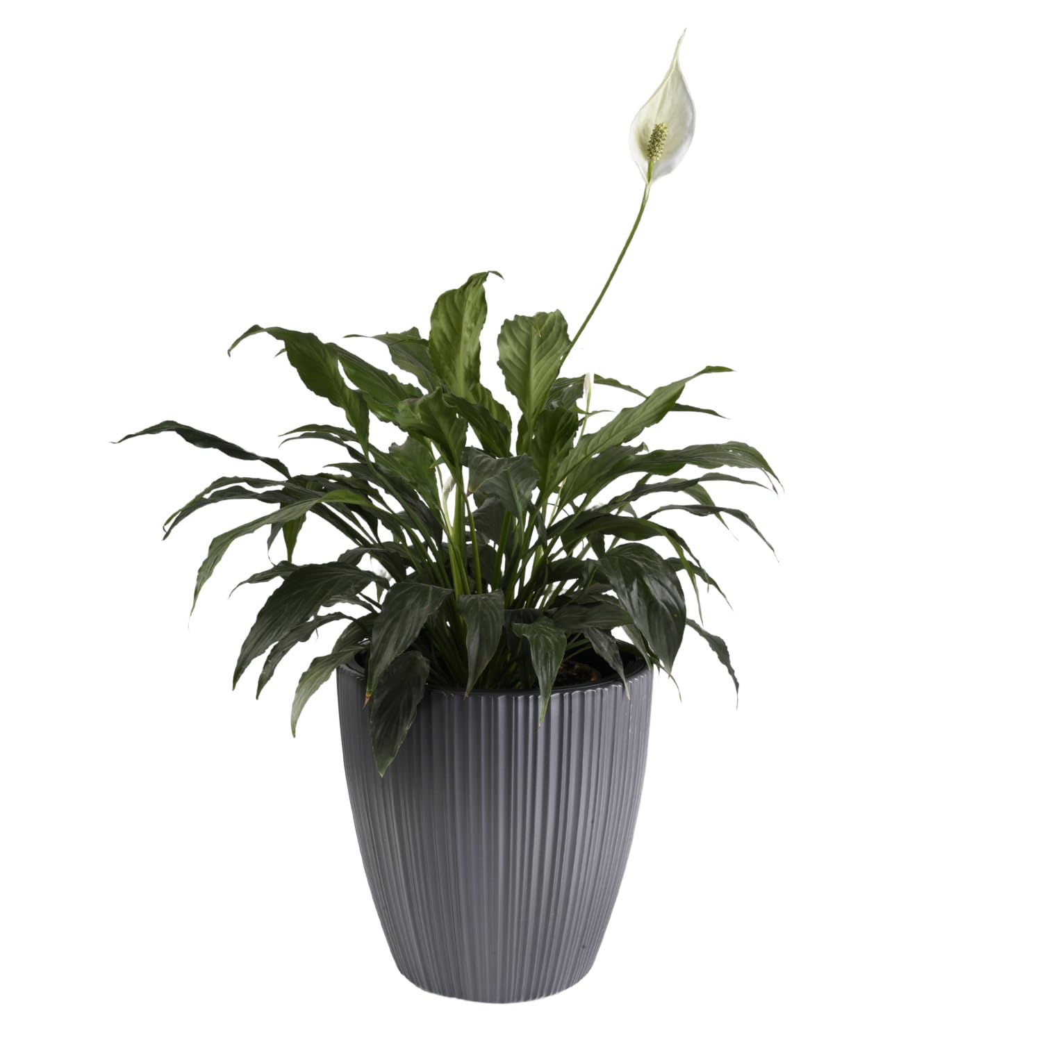 B2C Flowerpot Ridged Planter with removable insert Indoor Outdoor Modern Vertical grooves textured for home office patio garden decoration (Light Grey, W40cm x H40cm)