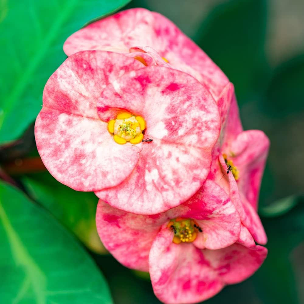 Farn Samen Winterhart - Pteridium Aquilinum 100 Stück Garten Pflanzen