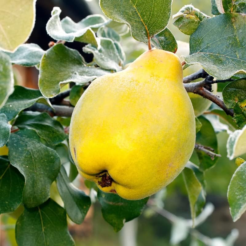 Vista 2 de 20 semillas de membrillo comunes de árboles frutales, semillas de frutas comestibles dulces