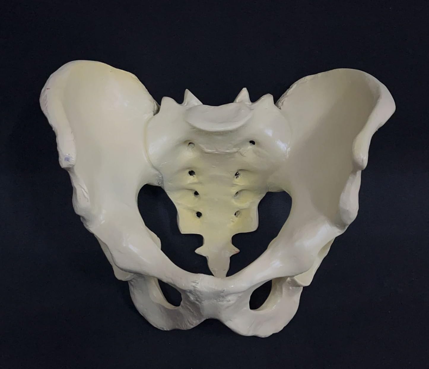 AI Female Pelvis Anatomical Model | Biology Lab Model | Medical Educational Model | Womens Health Education (Made with PVC unbreakable) (B0BDVW74ZD) Amazon Price History, Amazon Price Tracker