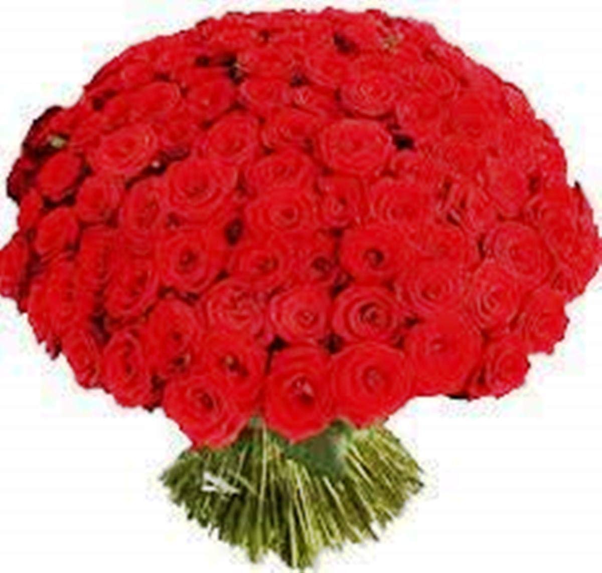 Fresh Flowers Bunch of 75 Red Roses Hand Tied with Ribbons || Platinum Jubilee Special Gift || Bunch of 75 (Red)-image-5