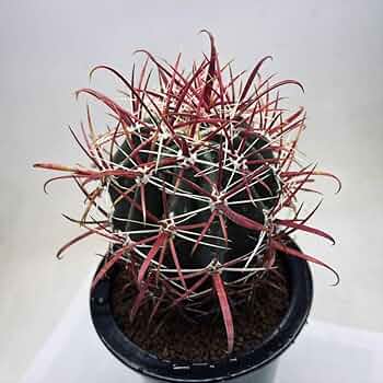 61Pn6pNDoML._AC_UF350, 61Pn6pNDoML._AC_UF350,