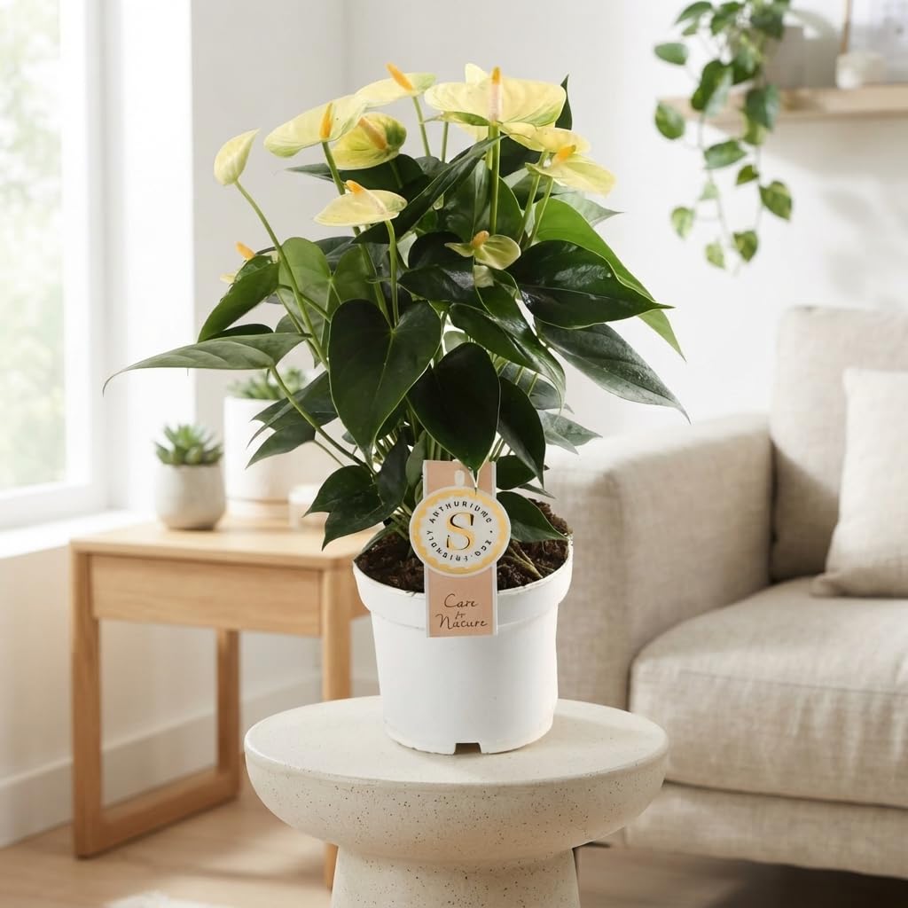 Anthurium 'Yellow Champion' – 12cm Po – Live Indoor Houseplant