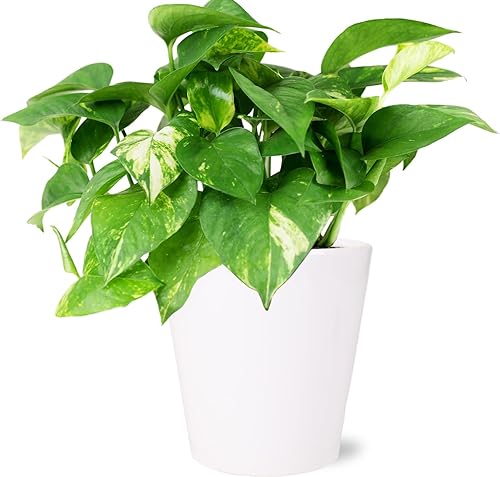 Green Circle Growers Pothos de 5 pulgadas en maceta blanca, plantas de interior vivas, planta de interior