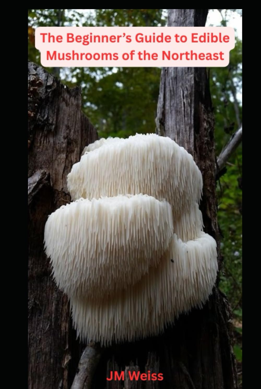 Beginner’s Guide to Edible Mushrooms of the Northeast: Foraging, Identification, and Safety Tips for 10 Delicious Species
