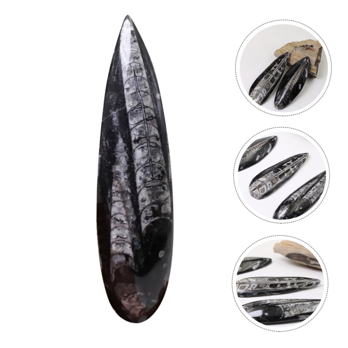 Muestra Fósil de Orthoceras Negro Mineral para Enseñanza