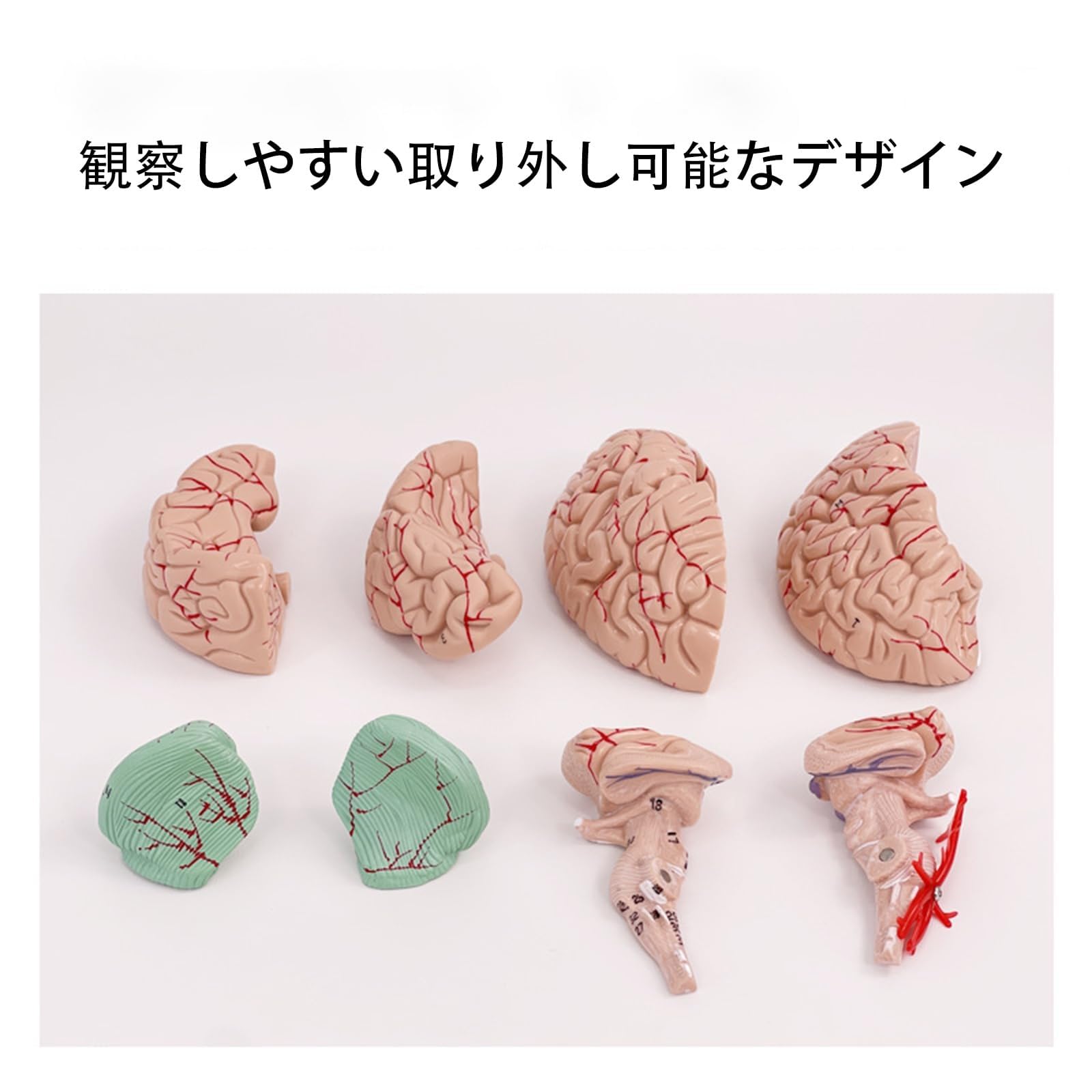Amazon.co.jp: YHXSMAOY 神経科学脳モデル 脳模型 等身大 人間の脳