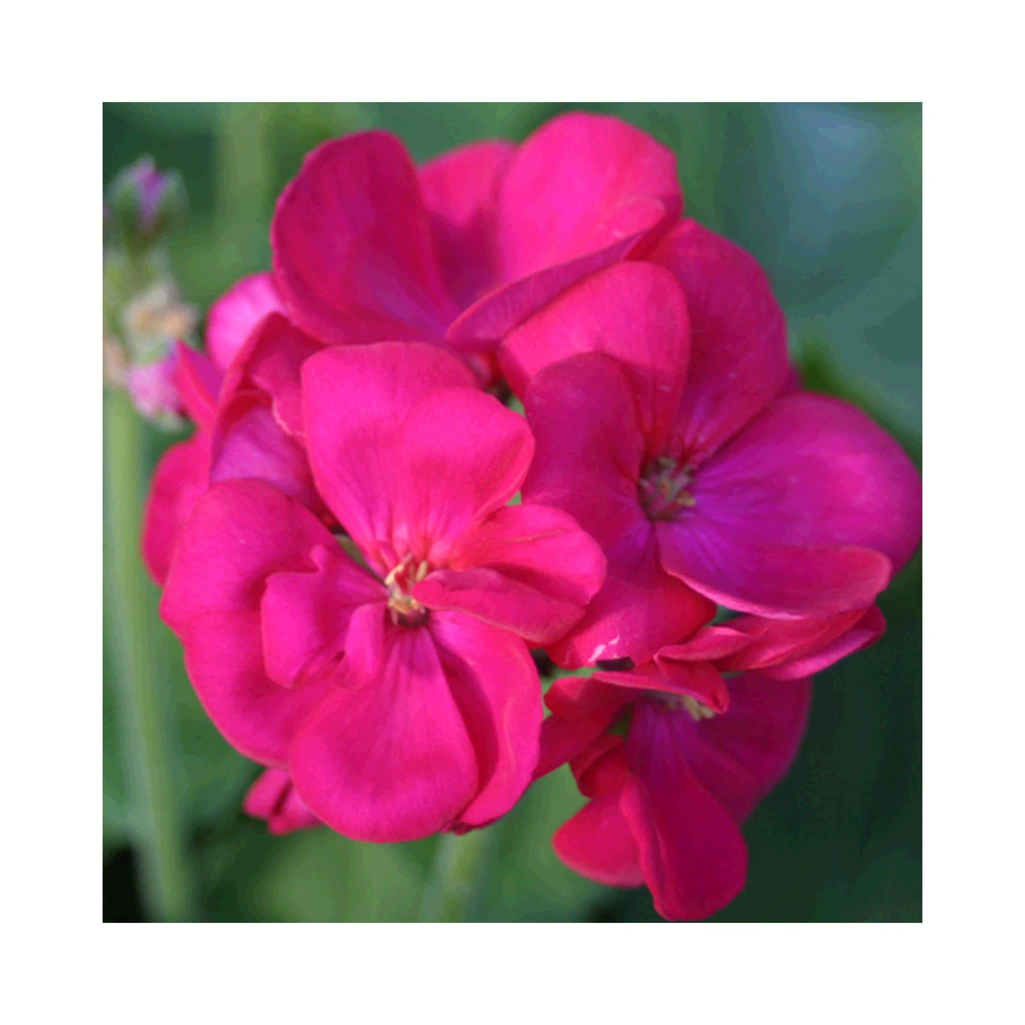 Geranium Antik and Container Planting Kit incl 3 Plug Plants, 3 Pots & 1 Container. -Planting Guide - Fabulous Collection of Container Kits, Newlands Nursery Delivered