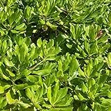 np-pa550w lamp  Pa55 Voc