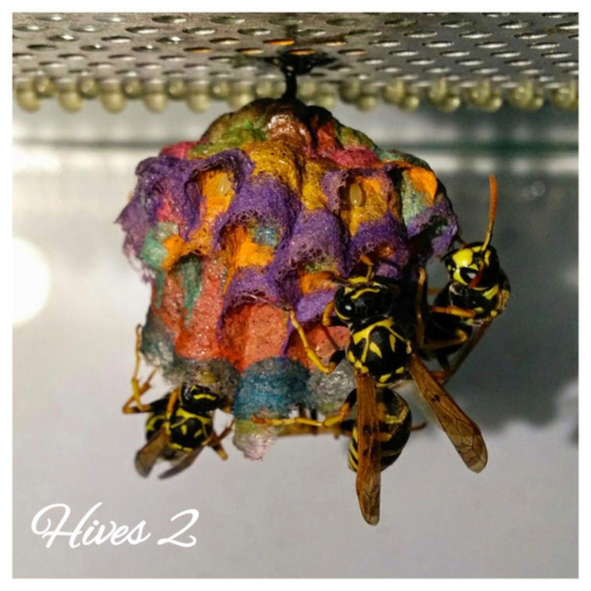 Hives 2 [Explicit]