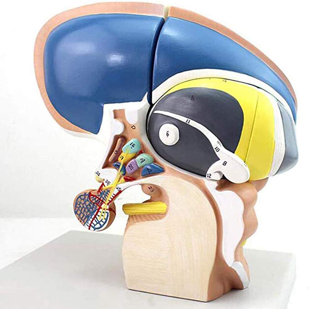 Sjdopulse Human Ventricular Basal Nucleus Model, Three-Times Neuro Anatomy Thalamic Life Size Model/Cerebral Basal Nucleus Model, 4 Parts For The Anatomy Lessons Easy To Watch
