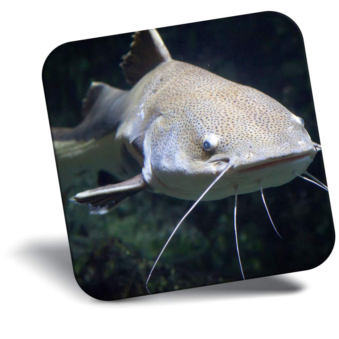 Destination Vinyl ltd Fridge Magnet - Redtail Catfish 12662