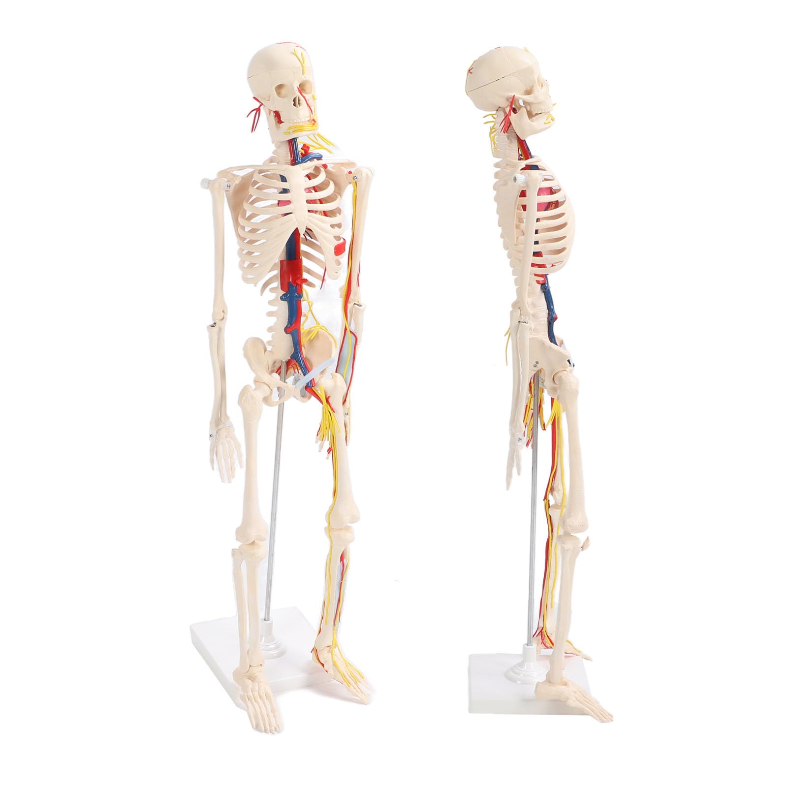 para Estudio anatómico y Manualidades - Modelo de Esqueleto Humano de 85 cm - Modelo esquelético de PVC con Brazos y piernas Desmontables, mandíbula y Capucha extraíbles - Incluye