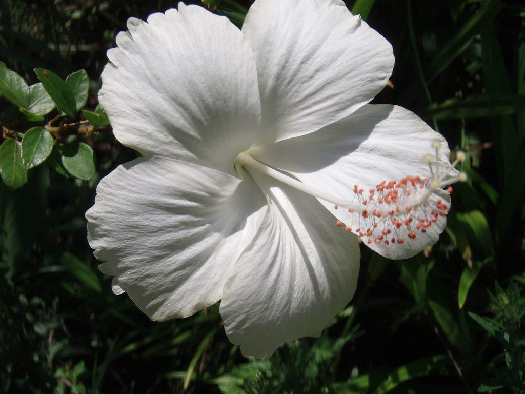 Relia Shield White Gudhal Live Plant, गुडहल, Hibiscus Flower, Hibiscus rosa-sinensis