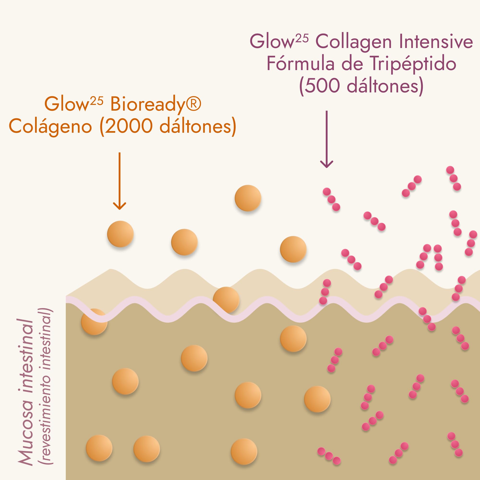 Glow25® Collagen Intensive – Tripéptidos, vitamina C, zinc y biotina | Colágeno marino hidrolizado premium con tripéptidos, vitamina C, zinc y biotina – Péptidos de tipo 1 y 3