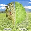 Garden Mesh Netting for Plants-10X33 FT Insect Netting for Garden,Garden Cover,Garden Bug Netting,Berry Netting,Garden Fabric Plant Cover