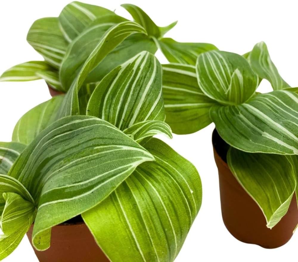 BubbleBlooms Green and White Wandering Dude 2 inch Set of 3 Tradescantia albiflora albo-vittata fluminensis Tiny Mini Pixie Plants