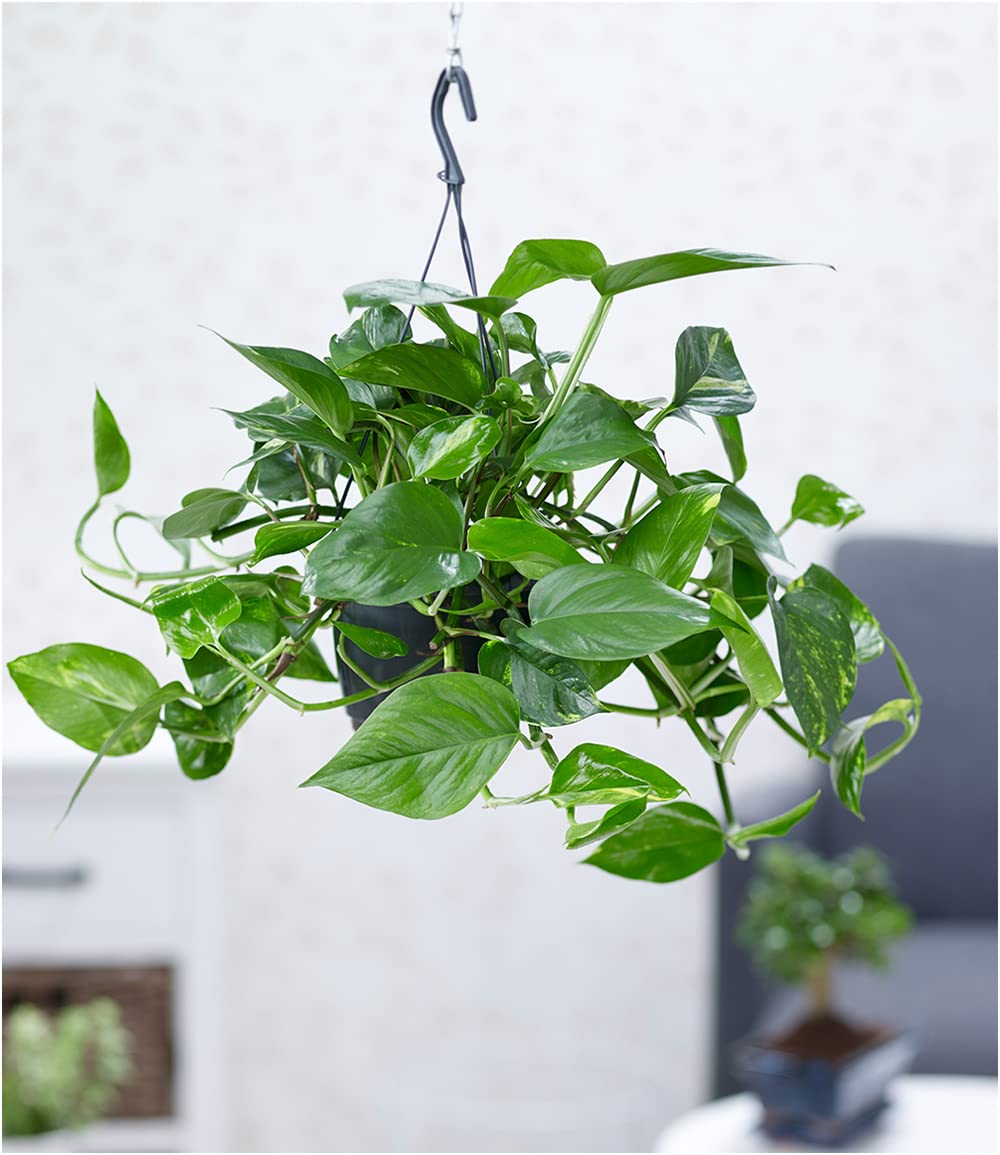 BALDUR Garten 1x Hngepflanze Efeutute, Pflanze im 15 cm-Hngetopf,  Luftreinigende Zimmerpflanze, untersttzt das Raumklima, Grnpflanze,  mehrjhrig - frostfrei halten, Epipremnum pinnatum aureum : Amazon.de:  Garten