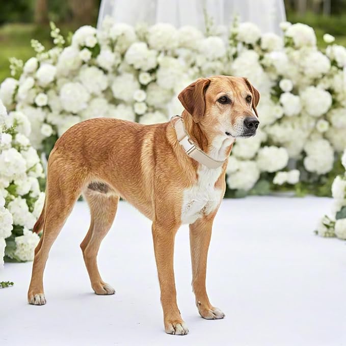 Collar de cuero clásico suave para perro tamaño pequeño miniatura 5