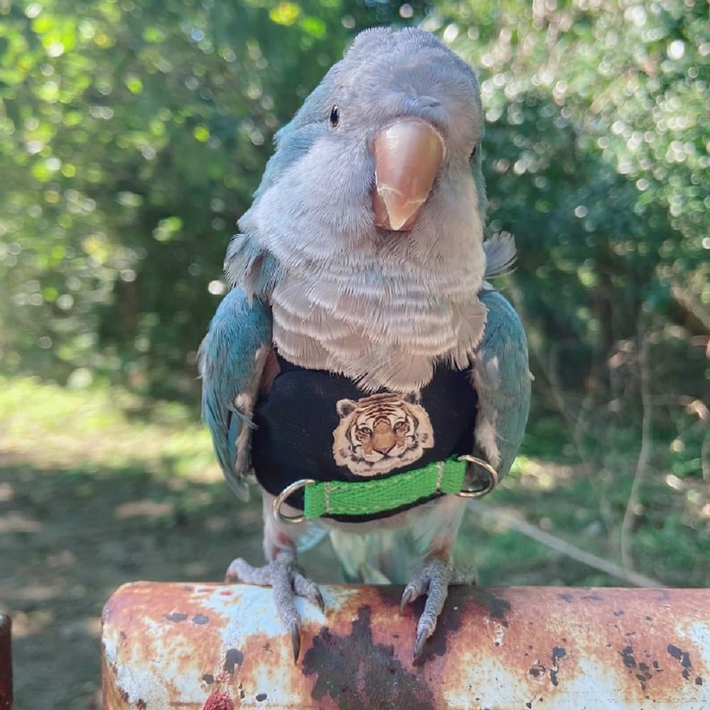 Bird Flight Harness (M, Without Rope)