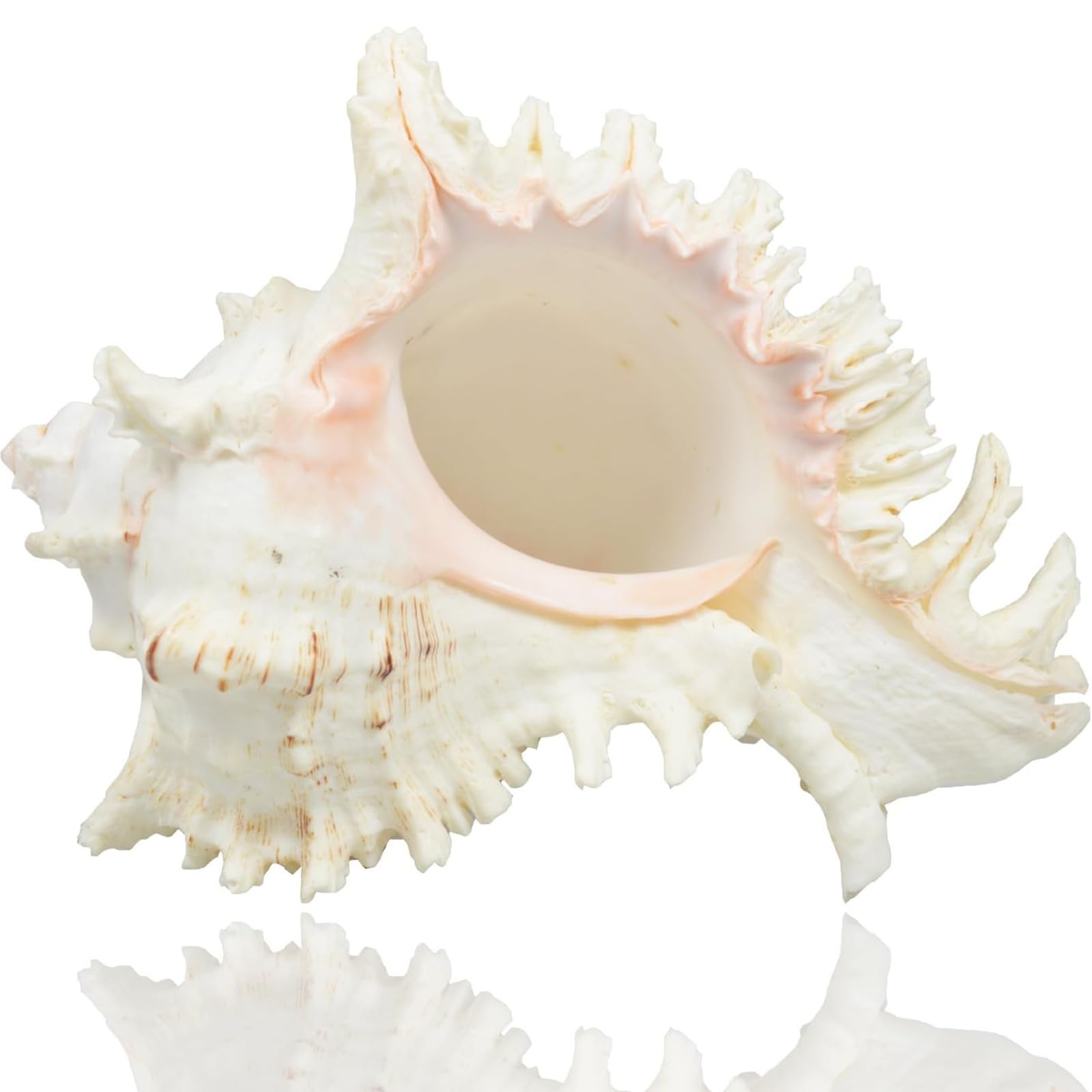 Large Natural Sea Shells, Murex Ramosus shells, Huge Ocean Conch 7-8 inches Jumbo Seashells Perfect for Wedding Decor Beach Theme Party, Home Decorations,DIY Crafts, Fish Tank