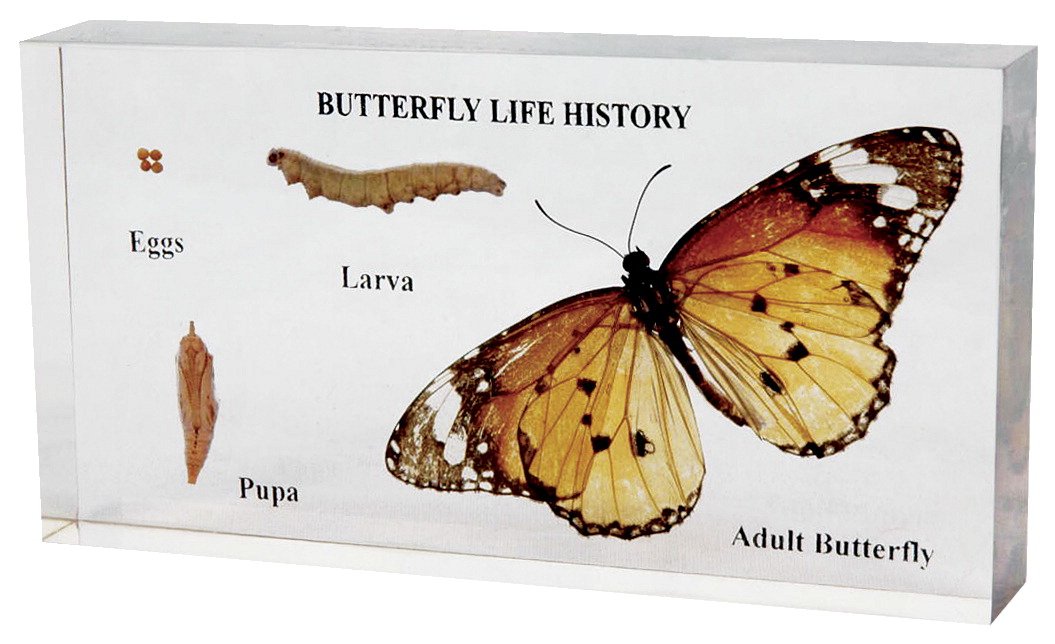 School Specialty Butterfly Life Cycle Specimen Block