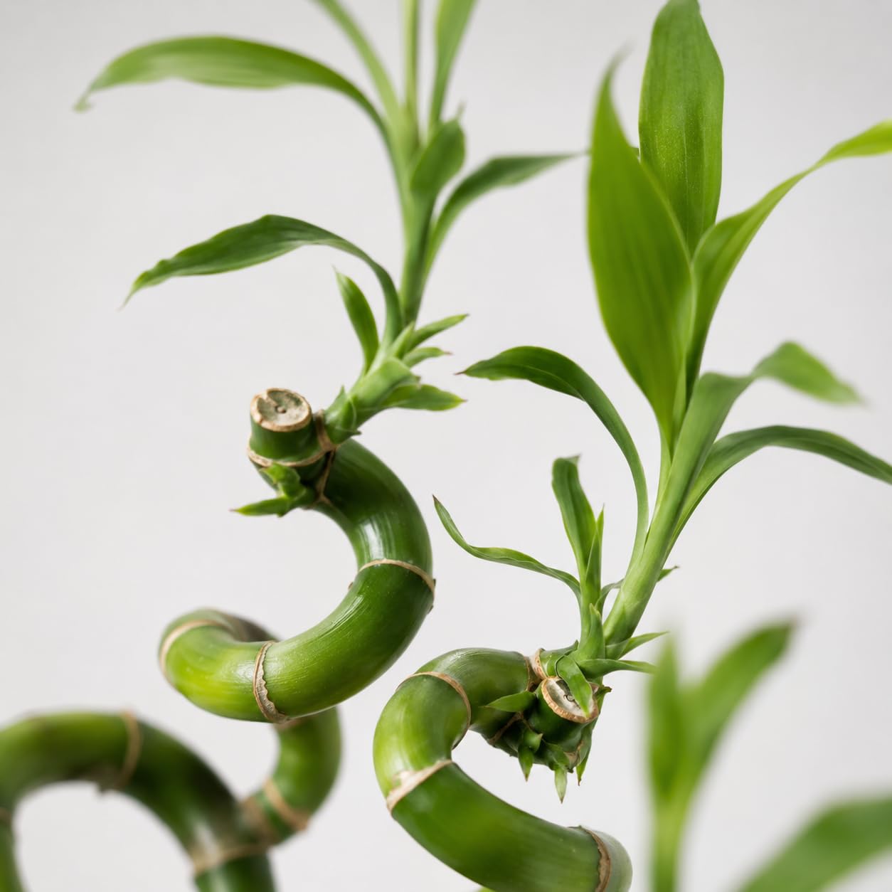vdvelde․com - Lucky Bamboo 2 steli in vaso di vetro, pianta vera | Dracaena sanderiana con sassolini e 5 palline di muschio che mantengono limpida l'acqua, altezza 40-45 cm