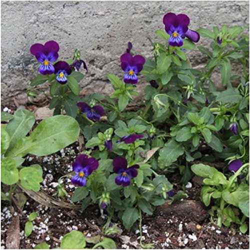 Seed Needs, King Henry Viola Seeds For Planting (Viola Cornuta) Heirloom, Open Pollinated & Attracts Pollinators (1200 Seeds) #TOP1