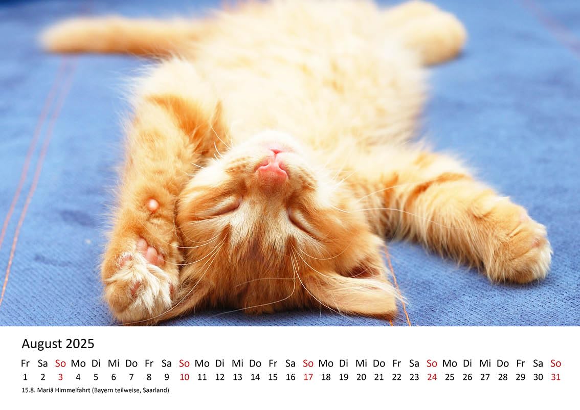 Calendario Da Parete 2026 Il Mondo Dei Gatti - Edizione Premium DIN A5 - Stampato In Germania