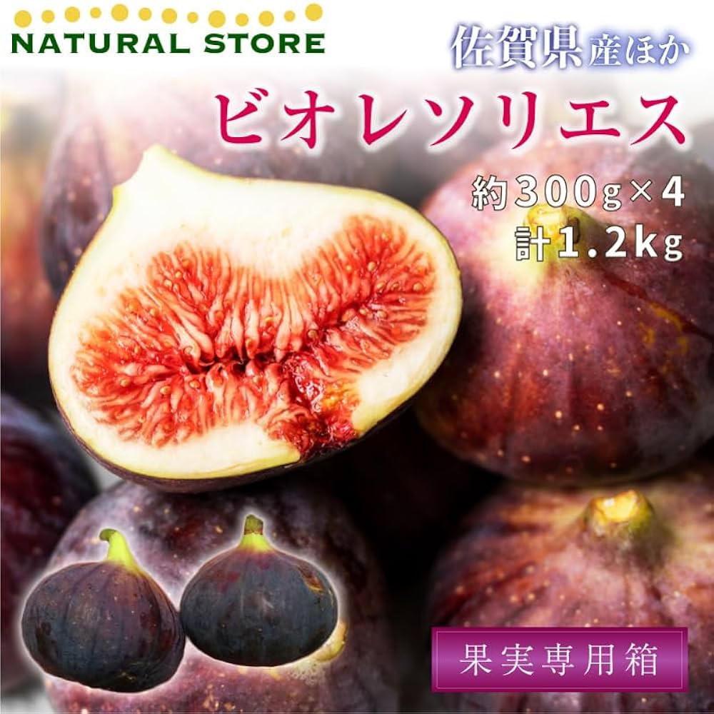無花果 ✳︎ イチジク ✳︎ ビオレソリエス 無農薬 大苗 trtfc2 無花果 ✳︎ イチジク ✳︎ ビオレソリエス 無農薬 大苗 trtfc2