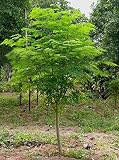GreenCreator 25 Seeds of The Tree of Life - The Moringa Tree Easy to Grow, Fast Growing Tree