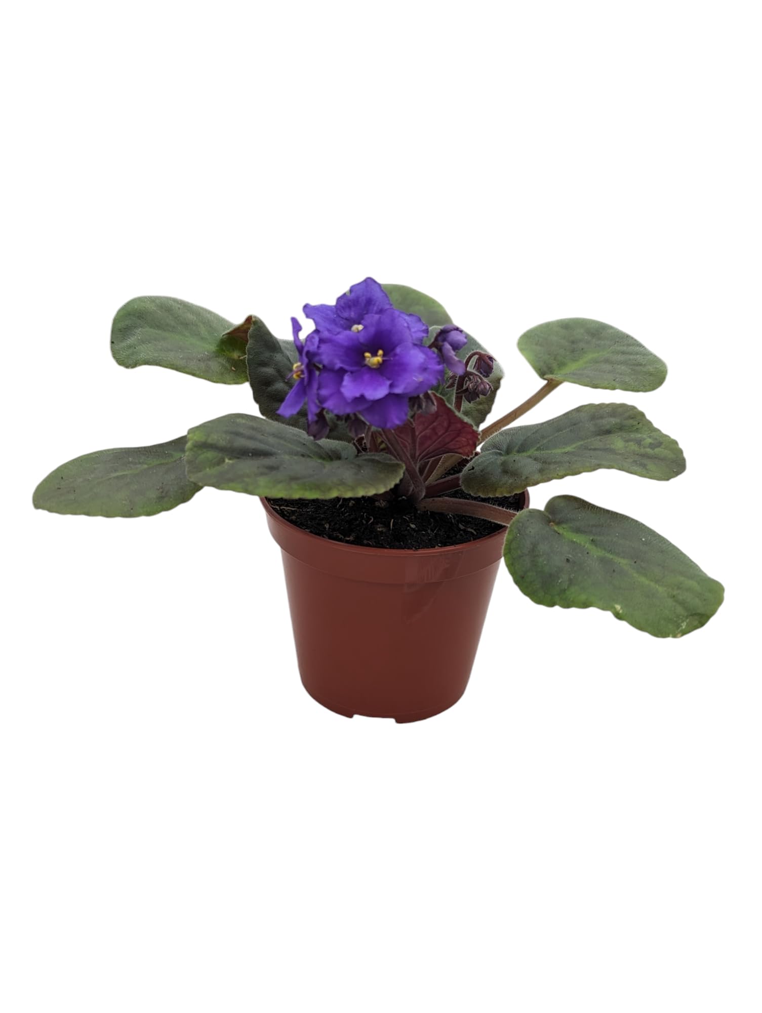 Novelty African Violet Plant