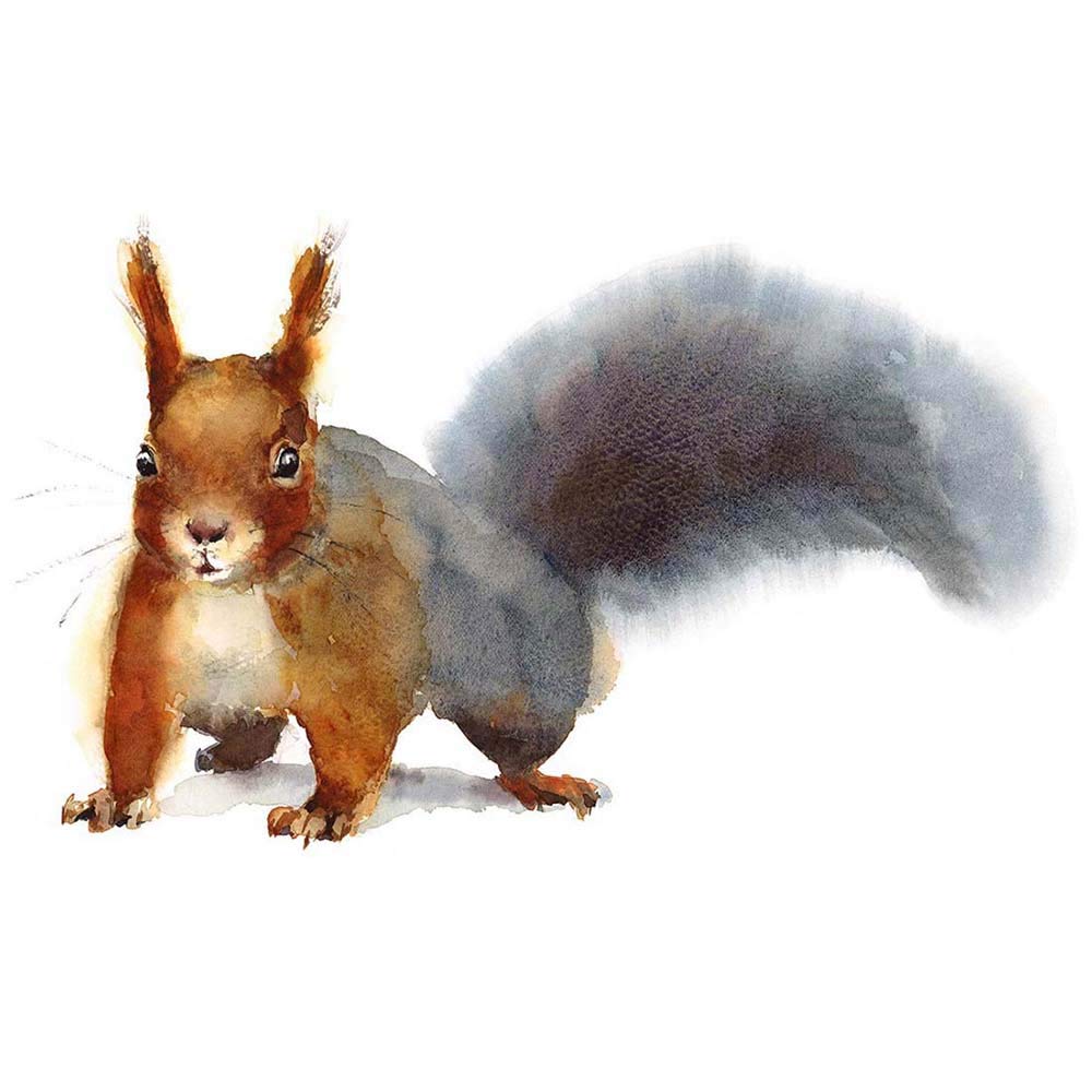 Wee Blue Coo Squirrel Watercolour Cute Art Print Poster Wall Decor 12X16 Inch